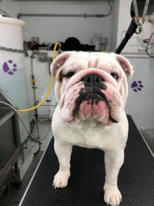 English Bulldog for stud Listing Image
