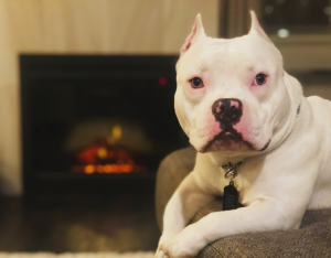 Purebred all white micro bully Listing Image