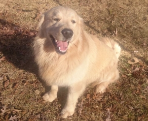 Beautiful Golden Retriever with championship bloodlines Listing Image