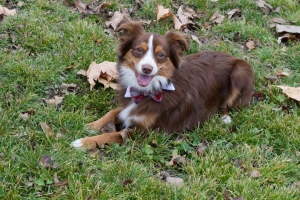 Red tri mini Australian Sheppard  Listing Image