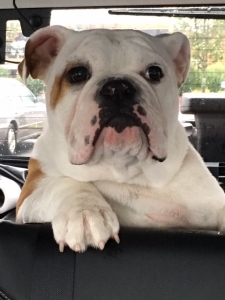 ENGLISH BULLDOG TO STUD Listing Image