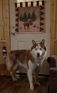   Heterochromatic EYES, Brown and White FUR Siberian Husky  Listing Image