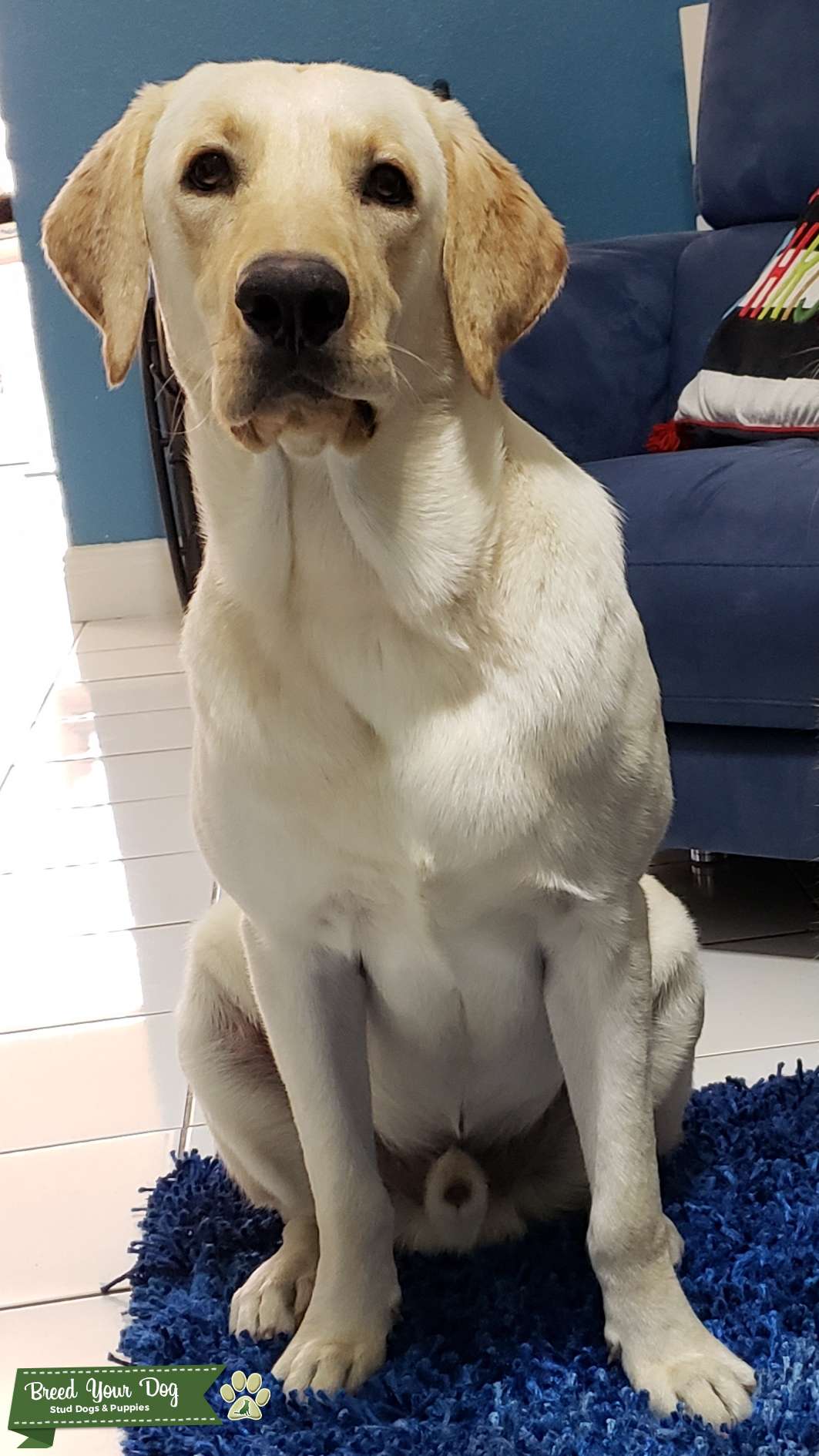 Stud Dog - ACA Pure Yellow Labrador stud - Breed Your Dog