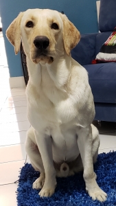 ACA Pure Yellow Labrador stud  Listing Image