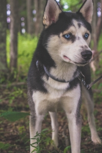 Healthy Black and White Male Siberian Husky Ice Blue Eyes Listing Image