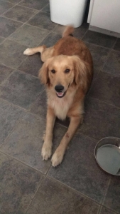 Akc Golden retriever  Listing Image