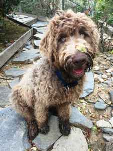 newfoundland doodles