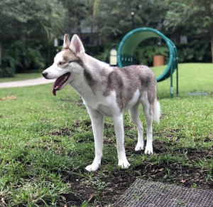 Husky  Listing Image