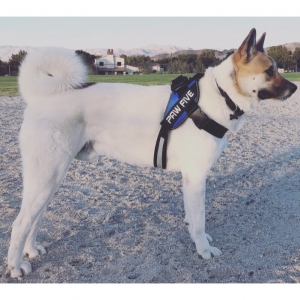 3 Year Old Male Akita Stud Listing Image