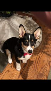 Male AKC Tri-Color Corgi Listing Image