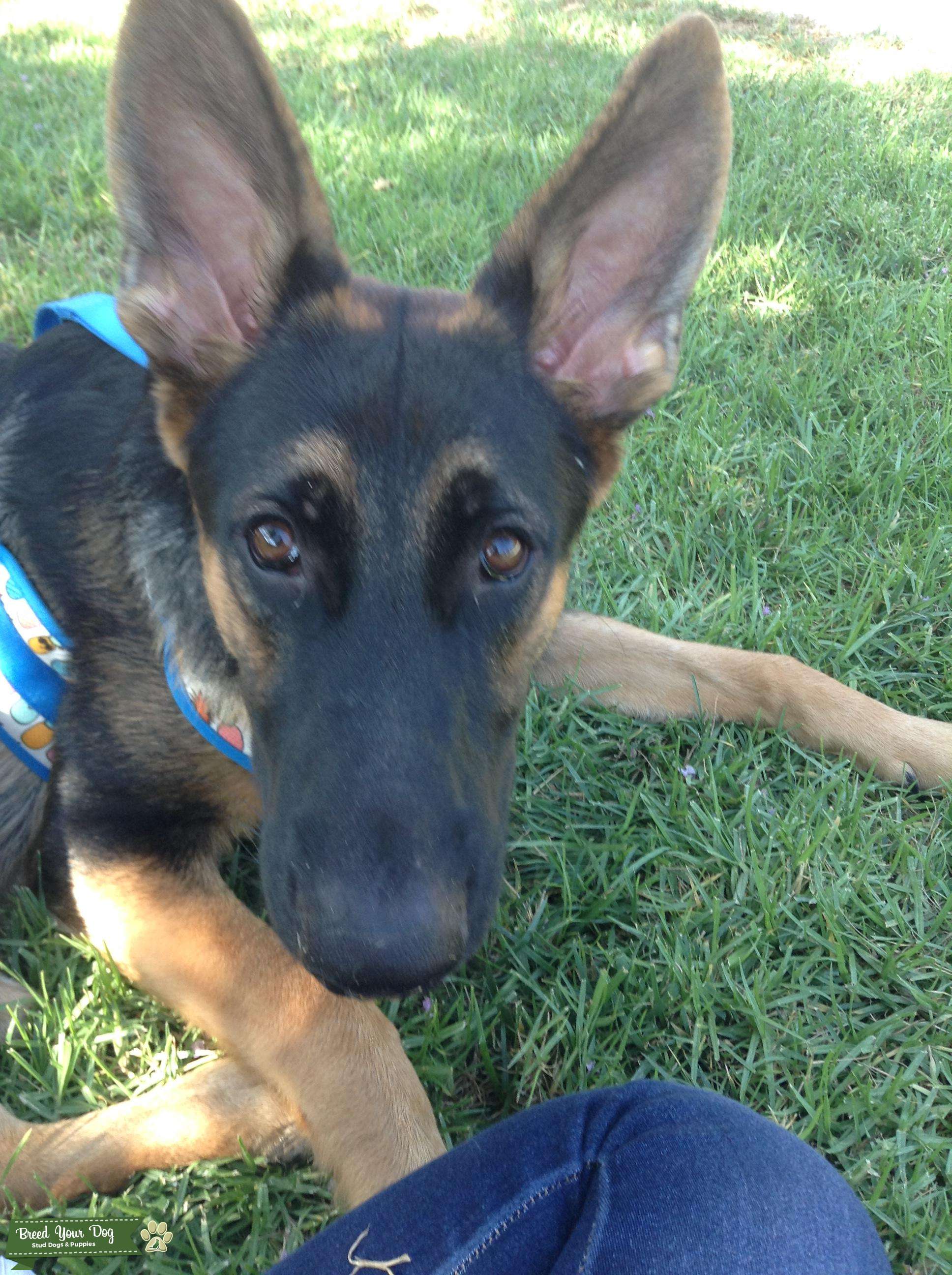 Purebred German Shepherd Stud Dog in Mission Viejo, the United States