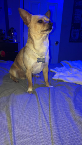Tan and white  Chihuahua  Listing Image