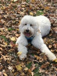 Goldendoodle  Listing Image
