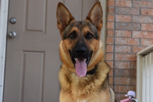 AKC- Working Line 'straight back' Sable MALE STUD Listing Image