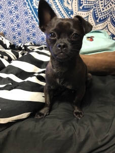 Shih-Tzu/Chihuahua ready to mate! Listing Image