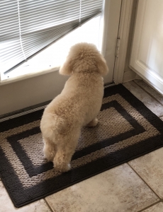 Cute Bichon Poodle Stud  Listing Image