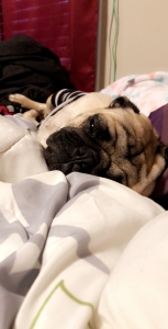 Stud Pug for service Listing Image