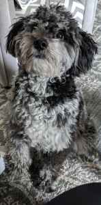 merle mini aussiedoodle