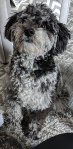 Blue Merle Mini Aussiedoodle with Heterochromia iridis Listing Image