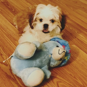 Amazing Shih Tzu  Listing Image