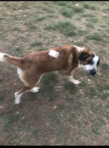Lookin for St Bernard Bitch  Listing Image