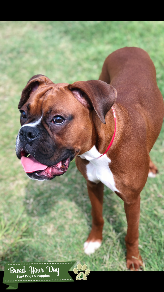 Handsome boxer ready to be a dad Stud Dog in LOGANVILLE , the United
