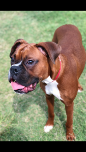 Handsome boxer ready to be a dad  Listing Image