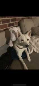 Shiba Inu Female Listing Image