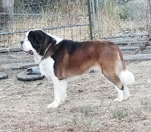 AKC Champion Saint Bernard Listing Image