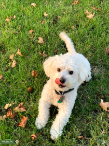 Toy poodle Mix Listing Image