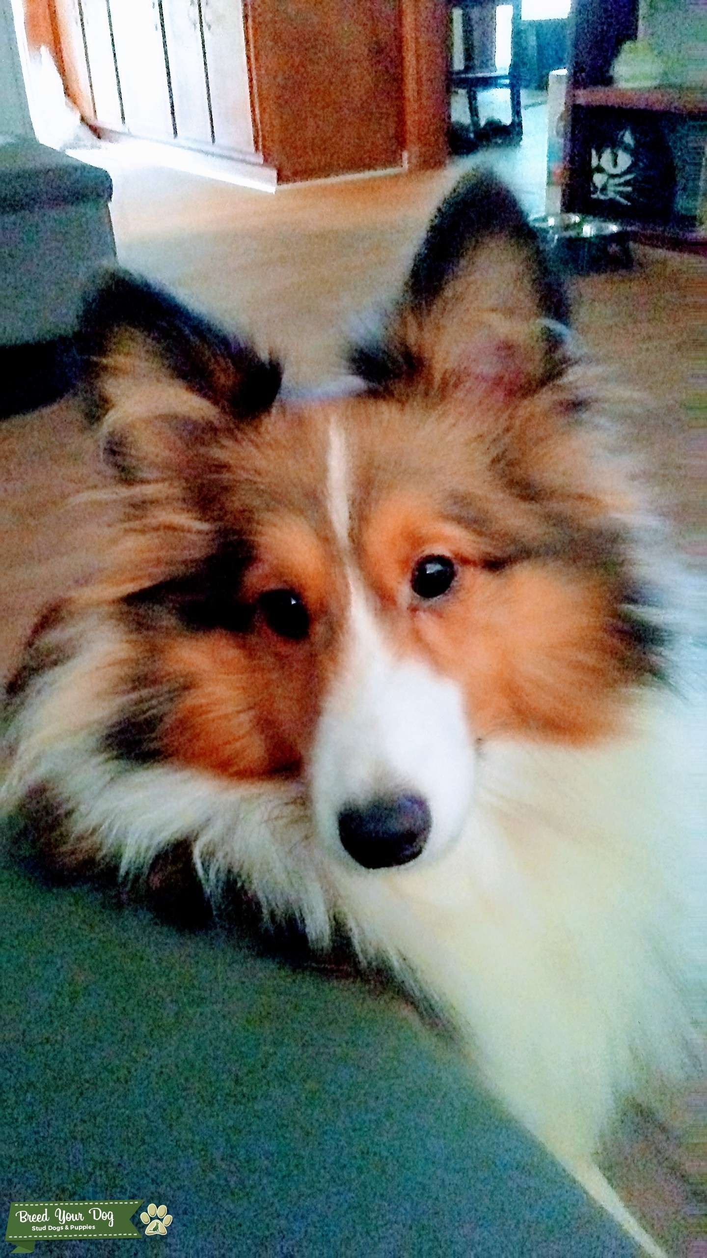 Sheltie Stud Full White Collar Stud Dog in Ga, the United States