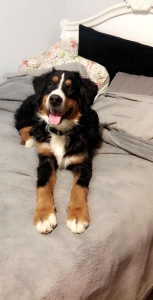 Bernese Mountain Dog Listing Image