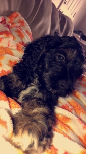 Tricolored Cockapoo Studs Listing Image