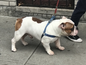 English bulldog Listing Image