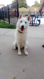 Artic wolf husky mix Listing Image
