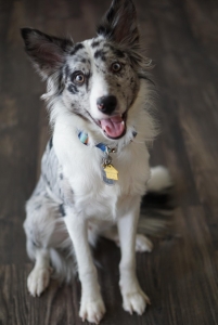 Border Collie  Listing Image
