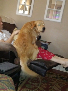 Golden Retriever Stud Service Listing Image