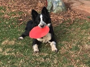Black and white border collie stud  Listing Image