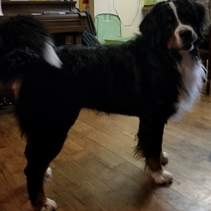 Bernese Mountain Dog Listing Image