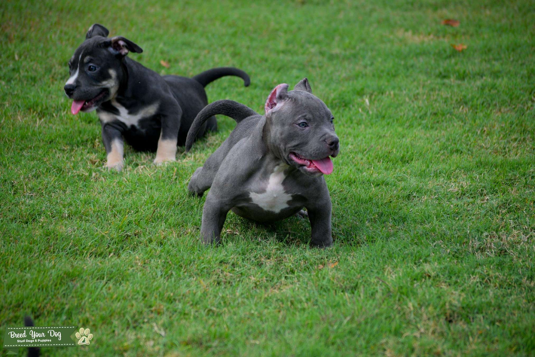 Exotic American Bully Stud Dog in TX, United States Breed Your Dog