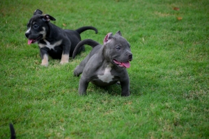 Exotic American Bully Listing Image