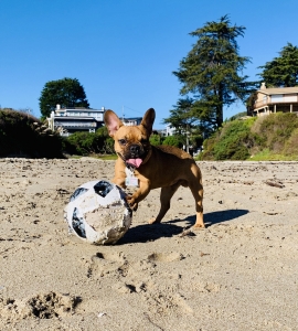 Male French Bulldog to Stud Listing Image