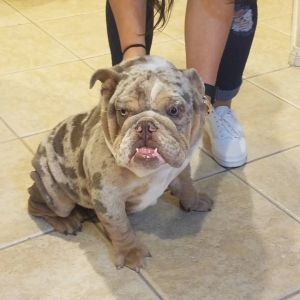 English Bulldog  Listing Image