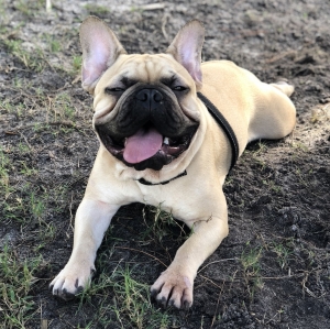 French bulldog fawn AKC registered  Listing Image