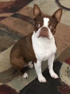 Rare Red Boston Terrier ready for a girlfriend  Listing Image