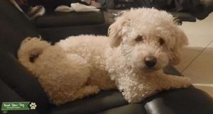 Malti-poo looking for a Girlfriend Listing Image