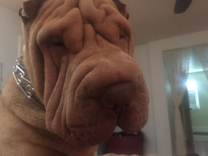 BEAUTIFUL SHAR PEI STUD AVAILABLE FOR BREEDING!  Listing Image