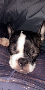Looking to breed my little love bug  Listing Image