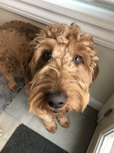 Handsome Red/Apricot Goldendoodle Stud Service. Hip & Elbow tested. 2.5 y.o. Listing Image