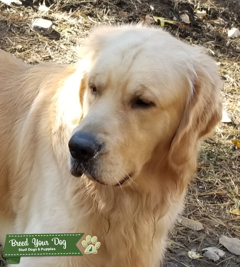 Golden Retriever Stud Stud Dog in Great Falls, VA, the United States Breed Your Dog